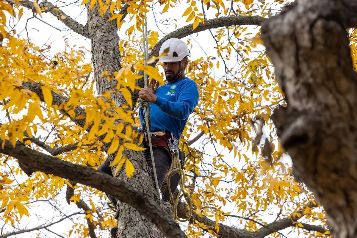 Skilled Storm Damage Cleanup crew working in Linwood