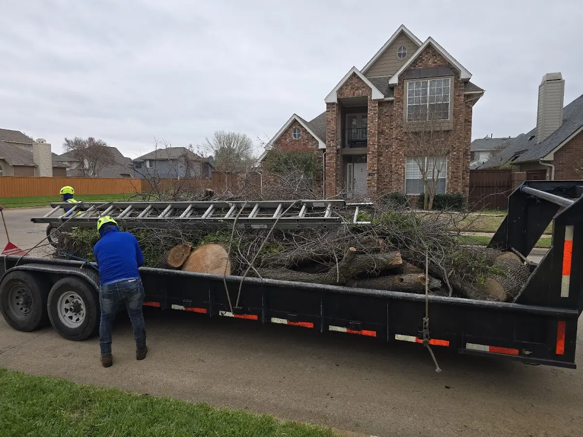 Expert Tree Removal with proper safety equipment in Linwood